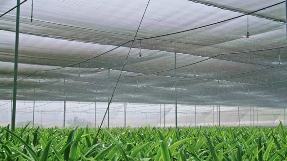 Slow motion - water sprinkers watering Amaryllis plants inside a greenhouse