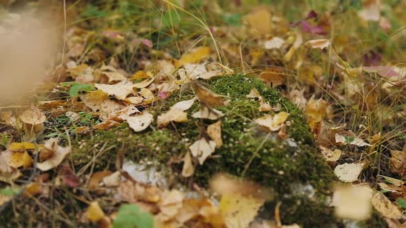 Autumn Leaves Falling and Sun Shining Through the Trees in the Forest