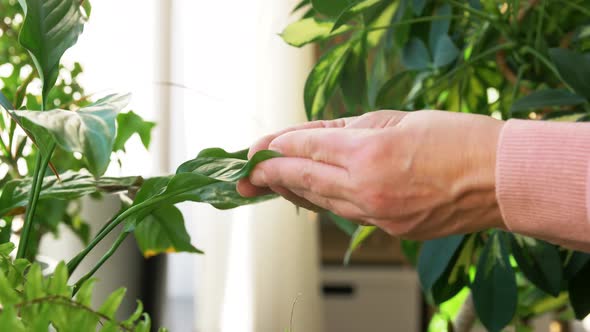 Senior Woman Takes Care of Houseplant at Home