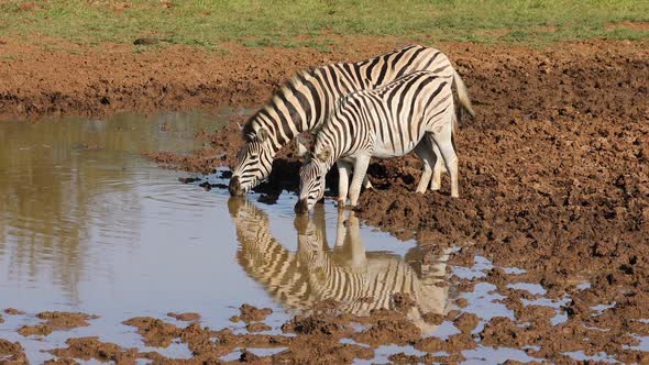 Plains Zebras Drinking At A Waterhole