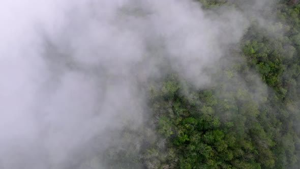 Aerial view look down forest in Malaysia