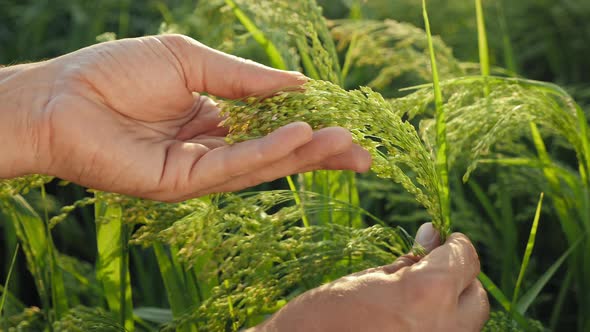 Farmer Examines the Ripening of Millet, Close-up