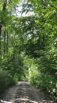 Vertical Video of Summer Forest By Day