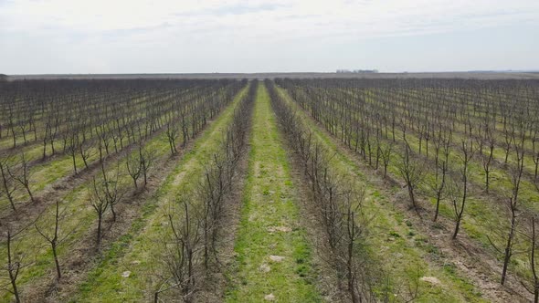 Flight Over the Garden of Young Fruit Trees in Early Spring