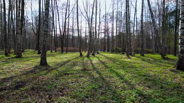 Panorama of a Birch Grove on Green Grass in a Natural Park in Sunny Weather Walking People the First