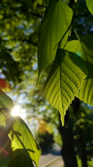 The Sun Shines Through Fresh Bright Green Leaves on Tree a Spring Sunny Morning