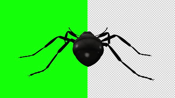 Black Ant - Crawling Loop - Back View - Transparent and Green Screen