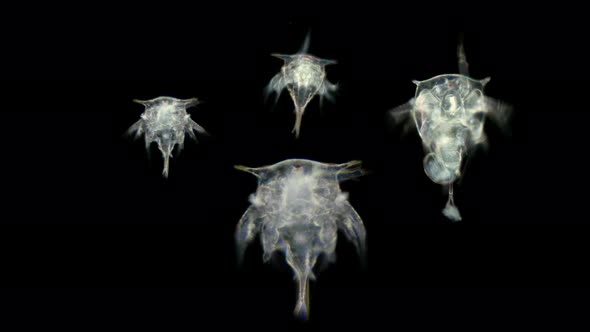 Zooplankton of the Black Sea Under the Microscope. The Larva, Nauplios Cirripedia, Balanomorpha