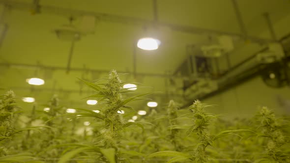 Low angle dolly of cannabis plant growing in a nursery