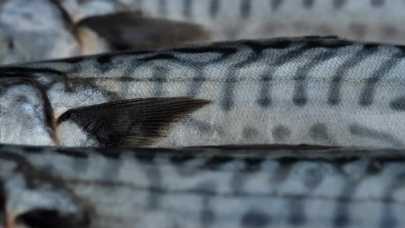 mackerel. fresh raw mackerel close up