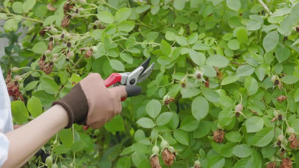 Gardener pruning roses before winter. Autumn pruning roses closeup. Green stems.