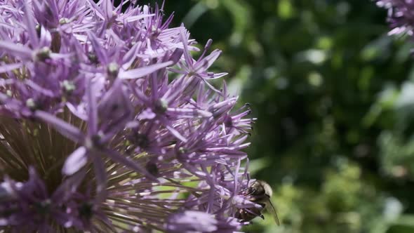 Honey bee flying round purple flowers Allium Star of Persia in slow motion