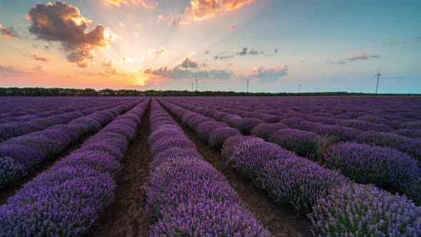 Moving clouds and rising sun over a blooming lavender field