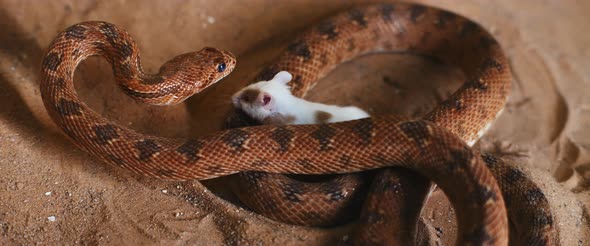 Viper snake preparing to attack a small curious white mouse.