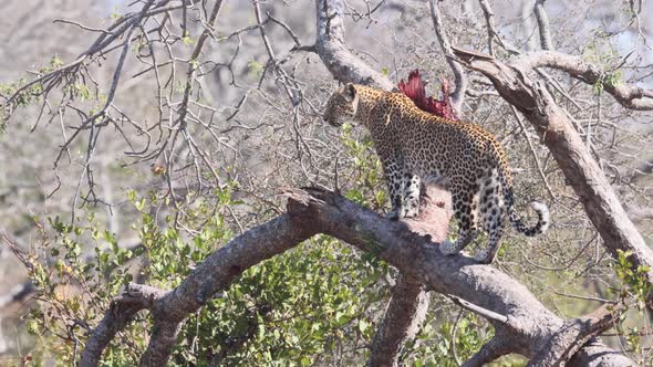 Magnificent African Leopard surveys forest area from tall tree branch