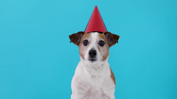 Cute Dog in Red Party Hat Designed