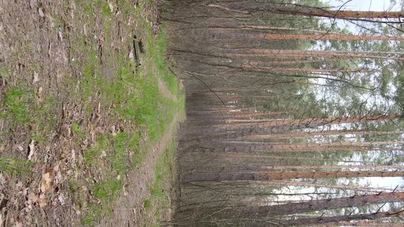 Vertical Video of a Road in the Forest Slow Motion