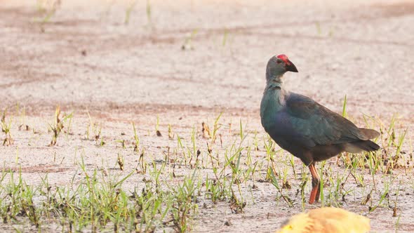 Goa, India. Grey-headed Swamphen Bird In Morning Looking For Food In Swamp, Pond. Porphyrio