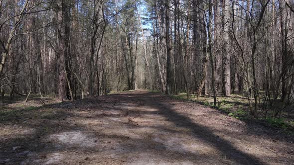 Road in the Forest During the Day Slow Motion