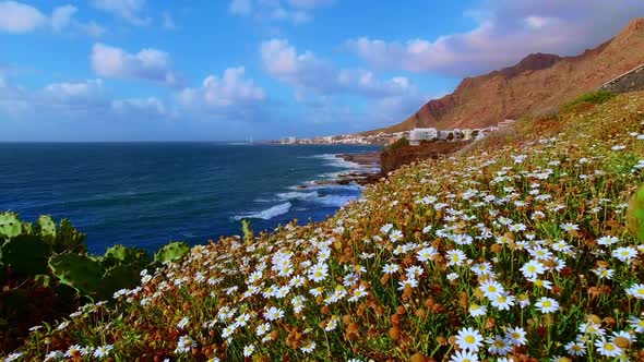 flowers on the coast