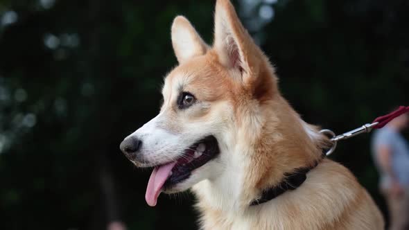 Corgi dog breed has fun on a walk. sunset. close-up.