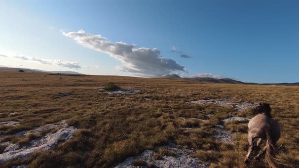 Aerial FPV Drone Shot of a Chasing and Flying Close Around Herd of Wild Horses Running on a Field at