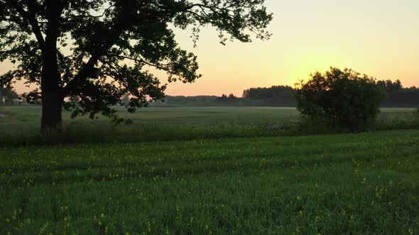 Summer Morning