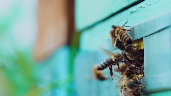 Honey Bees Flying Around Beehive.