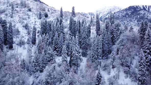 Winter Forest and High Mountains Covered with Snow