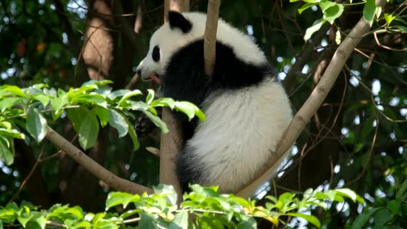 Giant Panda Bear Cub on a Tree