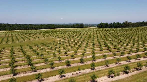 Young Cherry Trees Growing In The Cherry Orchard In Leelanau Peninsula, Traverse City, Michigan - dr