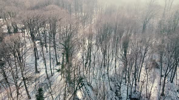 aerial view of woods with snow