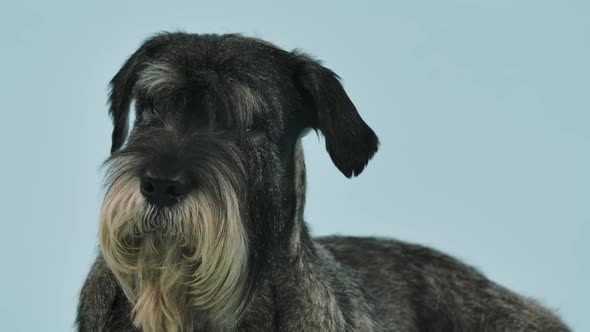 Mittelschnauzer is Posing in the Studio on a Bluish Background