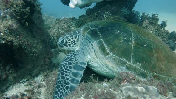 A scuba diver collects data from a sea turtle for a marine research program while scuba diving