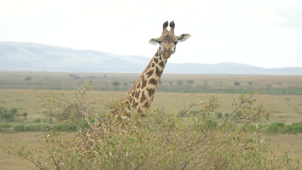 Giraffe eating behind a bush