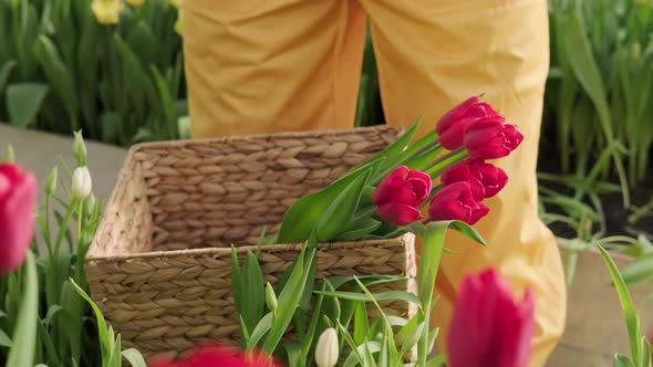 Young Man Picks Tulips From the Greenhouse and Arranges Them in a Basket
