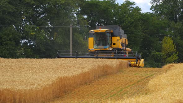 Summer wheat harvesting. 