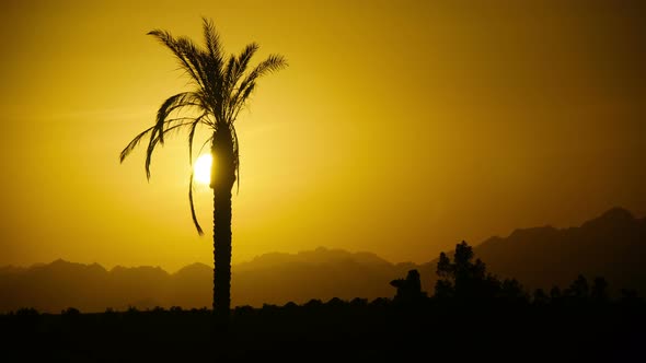 Silhouette of Tropical Palm Tree at Sunset, Time Lapse