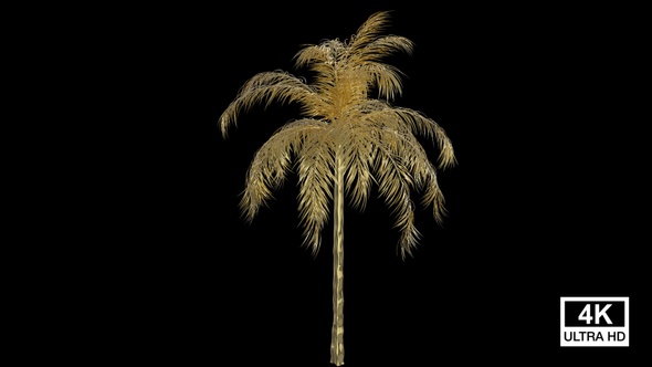 Growing Golden Queen Palm Tree 4K