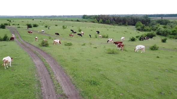 Cattle graze in the field.