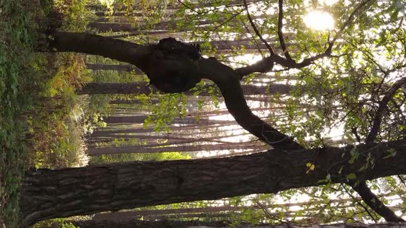 Vertical Video of a Forest Landscape on an Autumn Day in Ukraine