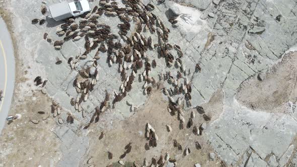 A drone rises over a herd flowing over a truck and highway.