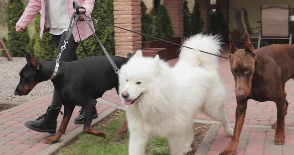 close-up of three large dogs which the girl keeps on leashes. dogs go ahead, dobremans and samoyed.