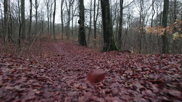 Animal pov moving along path, autumn winter Sweden