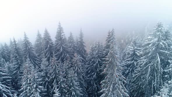 Winter forest. Snowy tree branch in a view of the winter forest. 