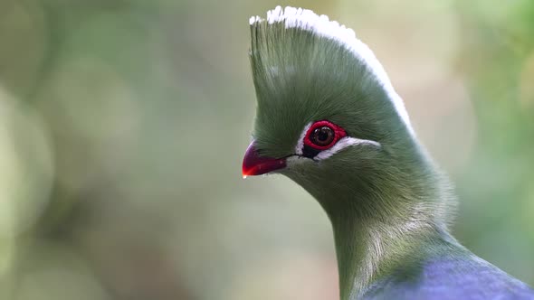 Close up of Knysna Turaco (Loerie) bird - SLOW MOTION