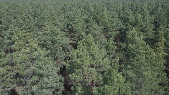 Green Pine Forest By Day Aerial View