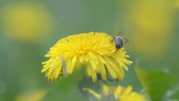 Honey Bee Gathering Nectar on Yellow Dandelion Flowers Blooming on Summer Meadow in Green Sunny