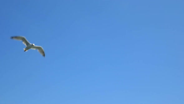 White Seagull in Blue Sky