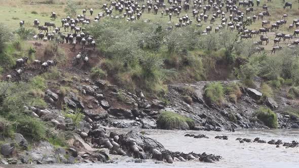 Wildebeest Migration - Mara River, Kenya